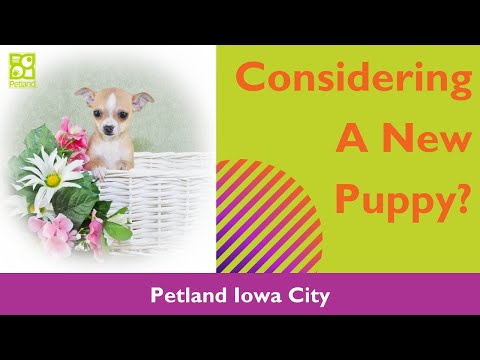 Considering A New Puppy?