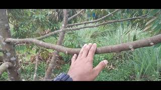 Download lagu Cara paksa pokok durian cepat berbuah. mp3 Download lagu Cara paksa pokok durian cepat berbuah. mp3