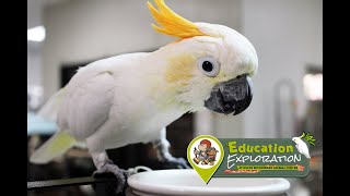 Citron Crested Cockatoo | Education Exploration Keeper Talk