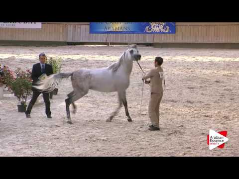 Deauville Arabian Cup 2016 - Stallions 4-7 y.o. (9) - 2nd place: n°64 SHAKAR PEGASUS