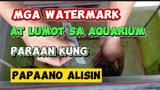 PAANO ALISIN ANG WATERMARK/PAANO ALISIN, LUMOT SA TANK/HOW TO REMOVE ALGAE/HOW TO REMOVE WATERMARK