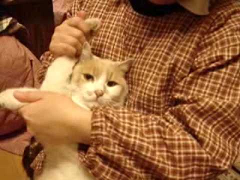 Cat Dancing - Hokey Pokey