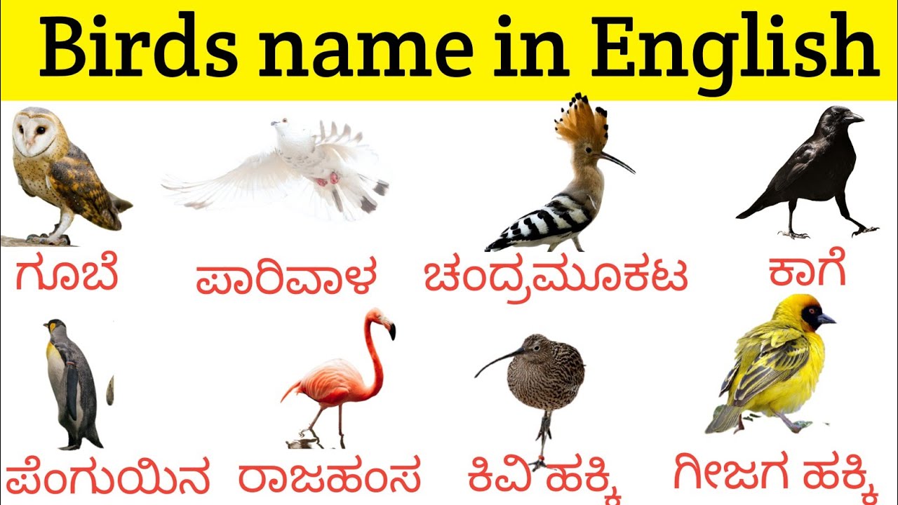 Birds name in english to kannada | ಪಕ್ಷಿಗಳ ಹೇಸರು in English with kannada #englishwithluckykannada