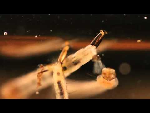 download lagu mp3 mp4 Nematocera, download mp3 Nematocera free download mp3, download mp3 Nematocera
