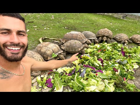 Feeding GIANT TORTOISES On The Ranch!