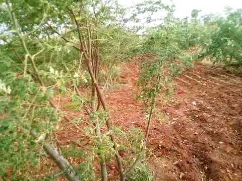 Hybrid Drumstick Seeds PKM 2