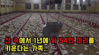 산골짜기로 들어가 1년에 닭 54만 마리를 키운다는 가족...ㄷㄷ진짜 수익이 어마어마...근데 안정적!