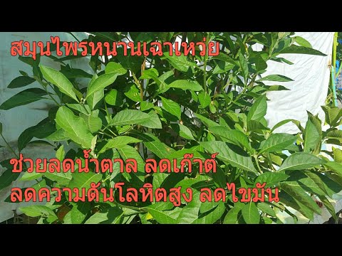 ค้อนของ ธ อร์ที่เคาน์เตอร์อีร์คุตส เลือดกวางและความแข็งแรง