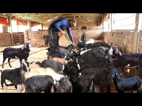 , title : 'Goat Farm - How to Start Goat Farming with Low Investment - Black Bengal Goat Farming Business Plan'