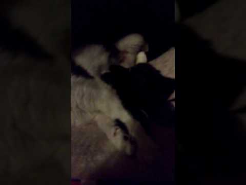 Edwin TV. Gershon TV