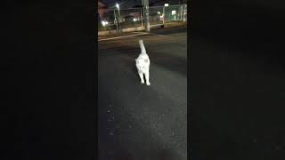 めっちゃ話しかけてくるお顔がちょっと汚れてる白い野良猫さん