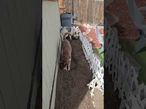 Sasha & her stepson, the Australian Kelpe. #germanshepherdshorts