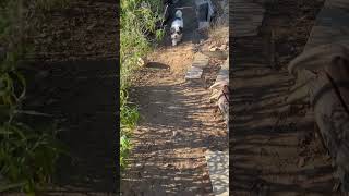 Video preview image #1 Mal-Shi Puppy For Sale in San Diego, CA, USA