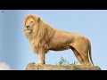 Big Cats Of The Timbavati The King S Pride Wildlife Documentary HD