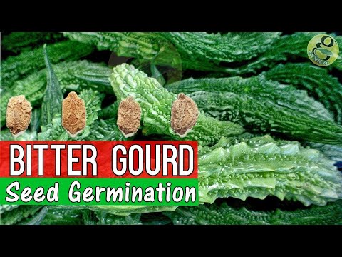 How to Grow Bitter Gourd from Seed Germination | Garden Tips in English | Bitter Melon