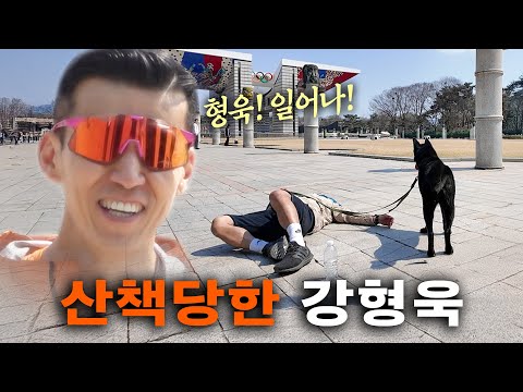 산책중 바로(본인 개) 목줄 포기한 강형욱