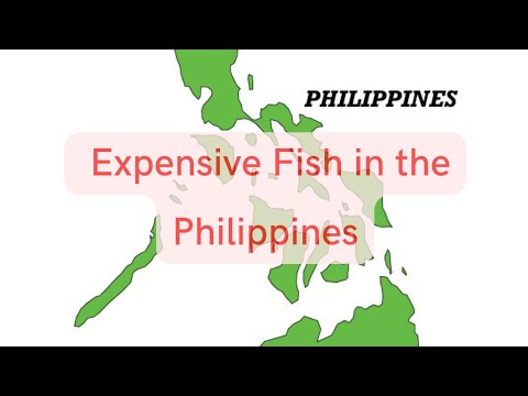 The Expensive Fish Can Now Find in the Philippines