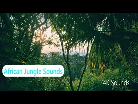 African Jungle Sounds | Experience Sounds of the African Jungle | 4K Sounds