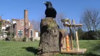 Amazing Raven intelligence test - Clever Critters - BBC Animals