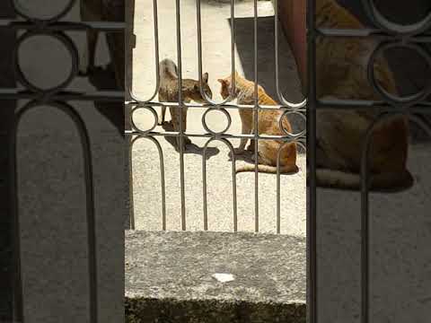 cat fighting