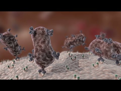 3D Medical Animation: Antibody Immune Response