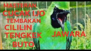 Download lagu MASTERAN CUCAK IJO FUL TEMBAKAN CILILIN SAMBUNG TENGKEK BUTO NGEROL PANJANG mp3