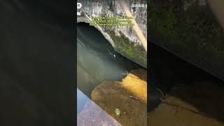 Download lagu STRIKE NENG NILA. #mancing #mancingikan #fishing #mancingmania #hobbymancing #joranmelengkung mp3 Download lagu STRIKE NENG NILA. #mancing #mancingikan #fishing #mancingmania #hobbymancing #joranmelengkung mp3