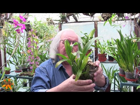 My Sunday Orchid Chat - The Smaller Oncidium Types