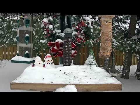 First Redpolls Of The Ontario FeederWatch Cam Season – Dec. 11, 2017