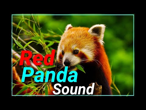 How the Red Panda Sound? | Call | Animal planet kingdom | Wildlife | noise