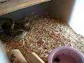 Mojave Rattlesnake feeding pt 1 