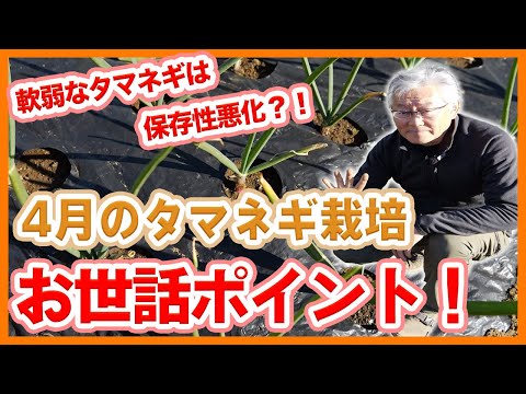 タマネギのウジ虫を取り除く方法は？ヒント、症状、治療法  庭園