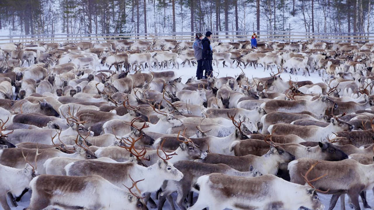 How Do Animals Thrive Without Humans In This Chernobyl Nuclear Zone?