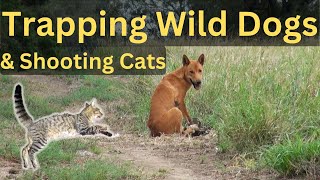 Trapping A Pack Of Calf Killing Wild Dogs Part 2