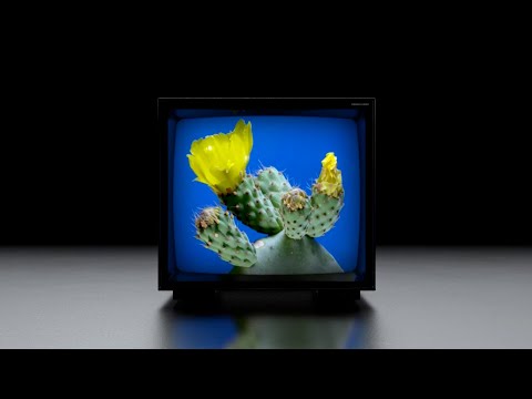 DEEWEE TEEVEE presents Coachella Confessions