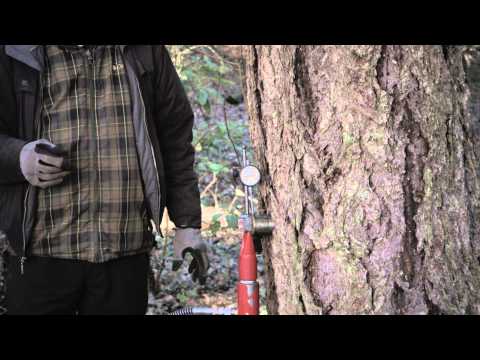 RATING PROCEDURES FOR FASTENERS INSTALLED INTO LIVING TREES