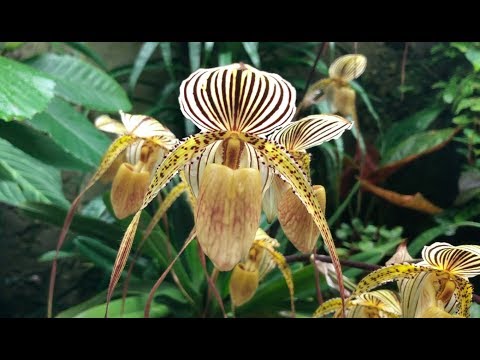 Fairchild Botanical Garden Tour 3/31/19