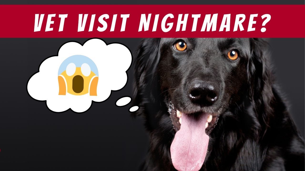 How to Make Vet Visits Less Scary for Your Dog (Pro Tips!)