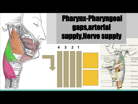 Gaps between pharyngeal muscles arterial nerve supply of pharyngeal muscles