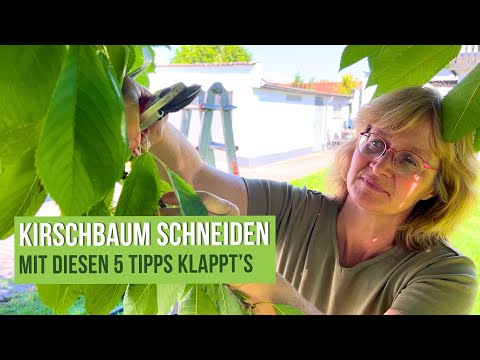 Pruning a cherry tree: 5 tips for its health.