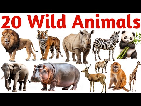 20 Wild Animals Names in English | Jungle & Forest Animals for Kids | Educational Learning Video