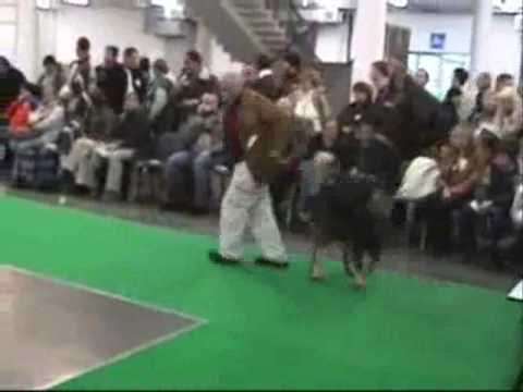 World Dog Show 2006-Caucasian Ovcharka