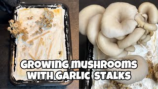 Growing Oyster Mushrooms with Garlic Stalks from Start to Finish