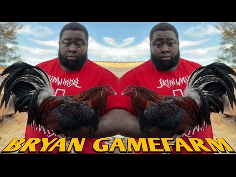 Madigan Claret Greys Albany - BRYAN FARM - Texas