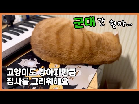 고양이도 사람을 그리워해요ㅠ