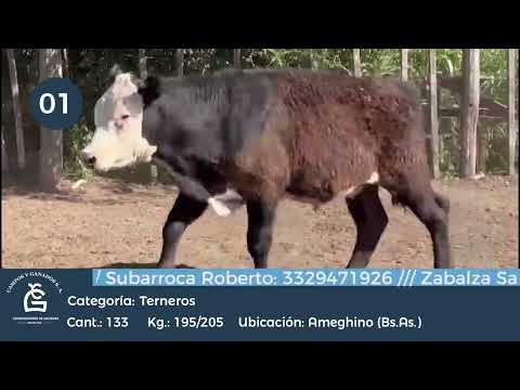 Lote Machos - Ameghino Bs As