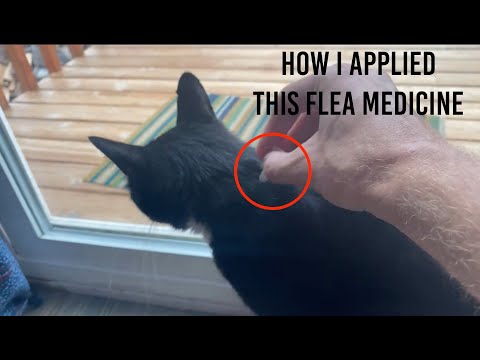 ★★★★★ Cat Flea Medicine Application How To & Tutorial - Advantage II Protection Large Cats