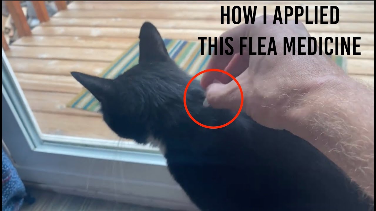 ★★★★★ Cat Flea Medicine Application How To & Tutorial - Advantage II Protection Large Cats