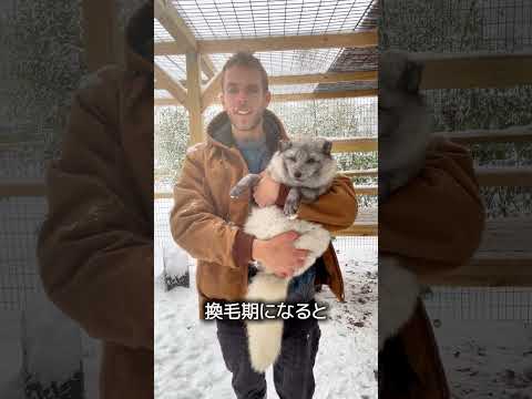 ホッキョクギツネ