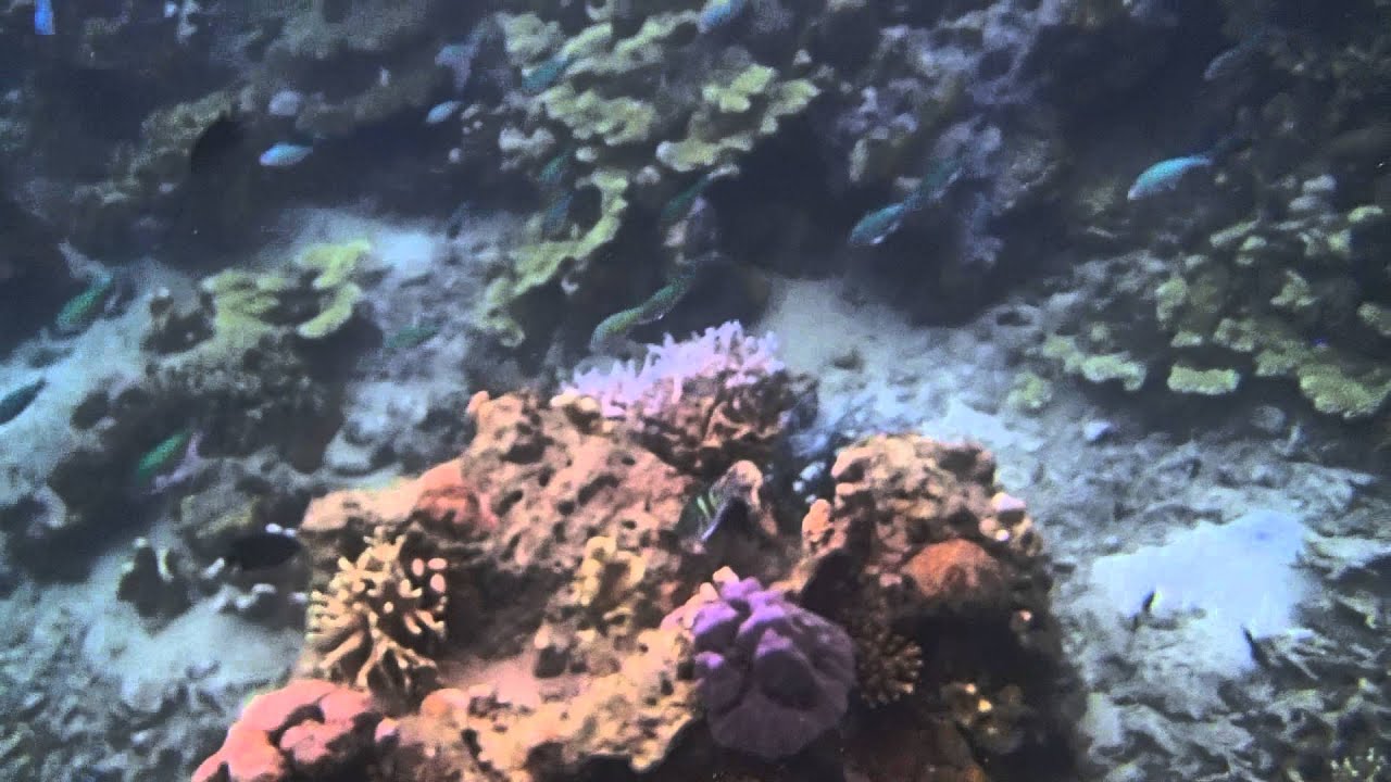 「菲」玩不可 菲律賓科隆島浮潛跟魚玩親親